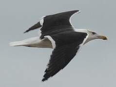 Great Black-backed Gull