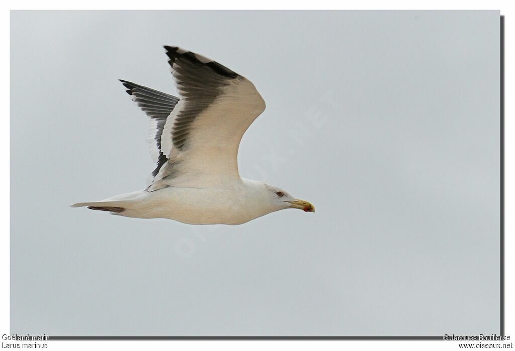 Great Black-backed Gull