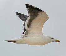 Great Black-backed Gull