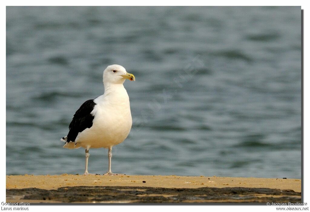 Great Black-backed Gulladult breeding