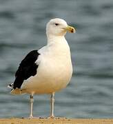 Great Black-backed Gull