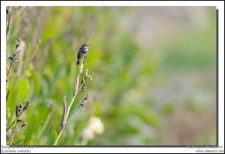 Bluethroat