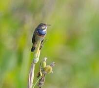 Bluethroat