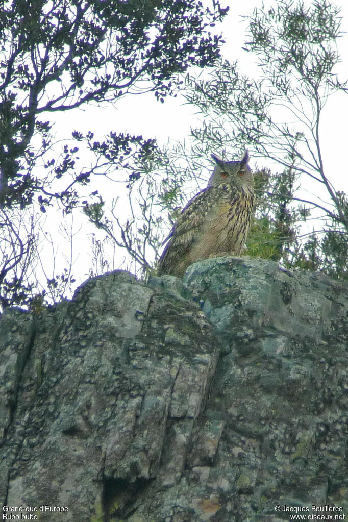 Eurasian Eagle-Owladult