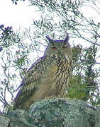 Eurasian Eagle-Owl