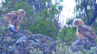 Eurasian Eagle-Owl