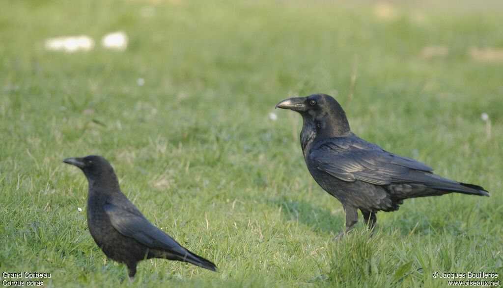 Northern Raven