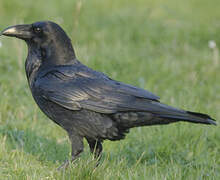 Northern Raven