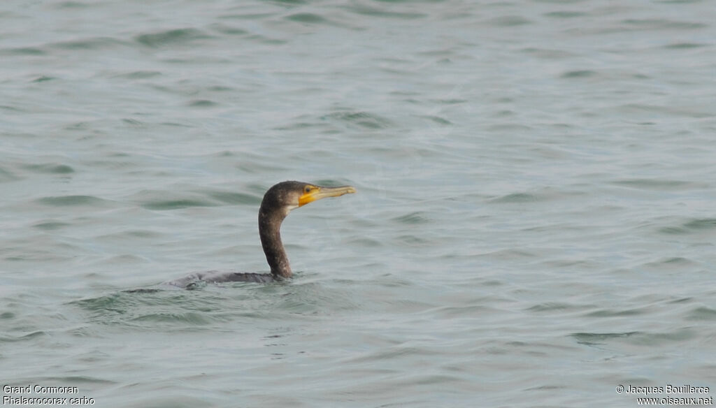 Great Cormorant