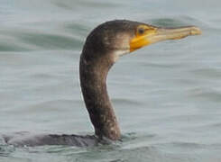 Great Cormorant