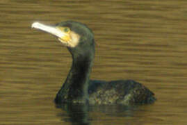 Great Cormorant