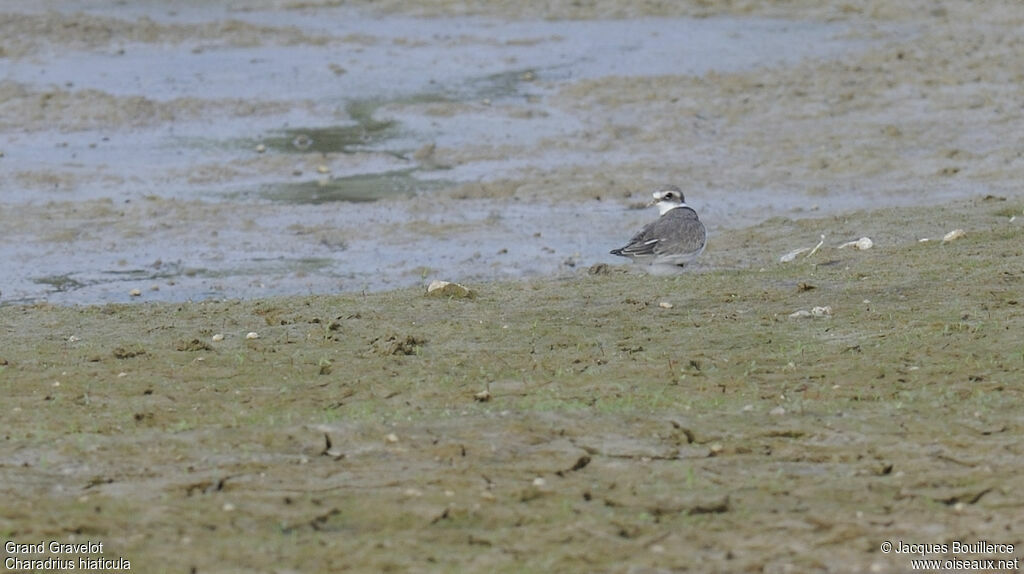 Common Ringed Plover