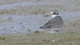 Common Ringed Plover