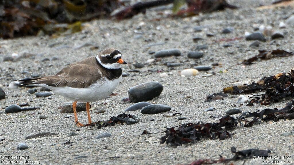 Common Ringed Plover