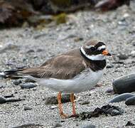 Common Ringed Plover