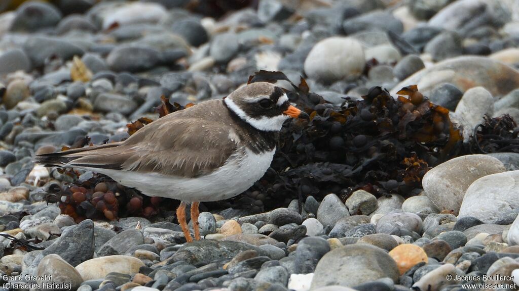 Common Ringed Plover