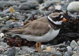 Common Ringed Plover