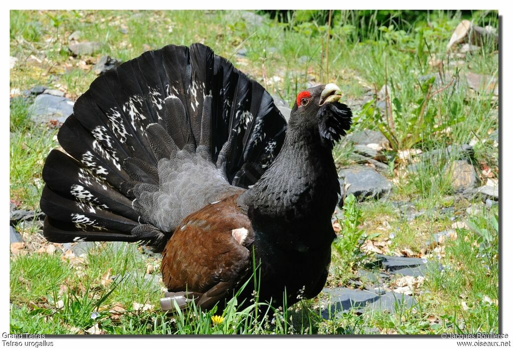 Western Capercaillie male adult, identification