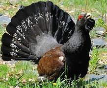 Western Capercaillie