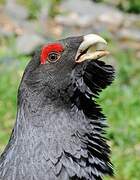 Western Capercaillie