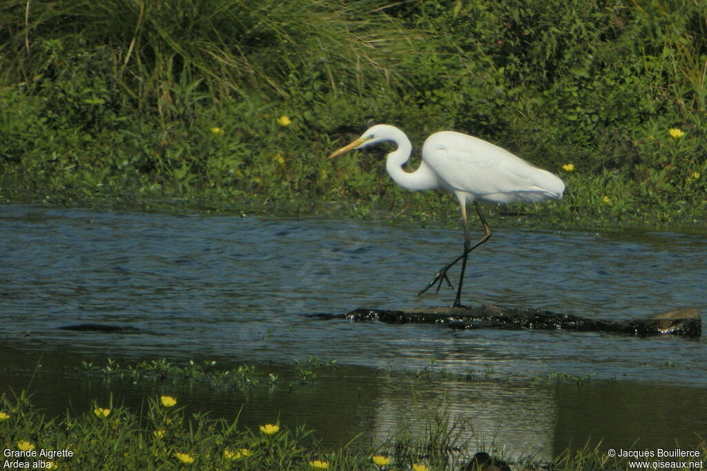 Grande Aigrette