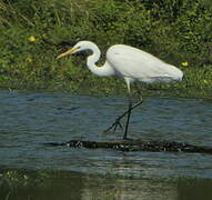 Grande Aigrette