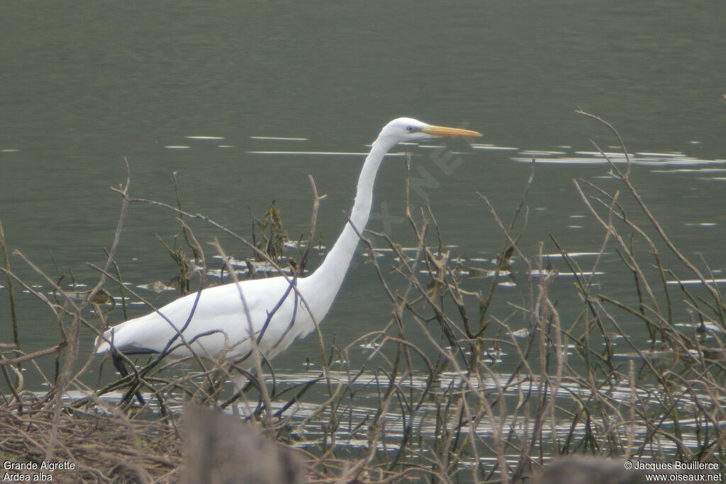 Grande Aigrette