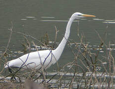 Grande Aigrette