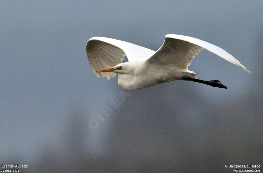 Grande Aigrette