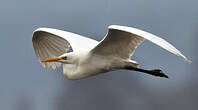 Grande Aigrette