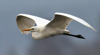 Grande Aigrette