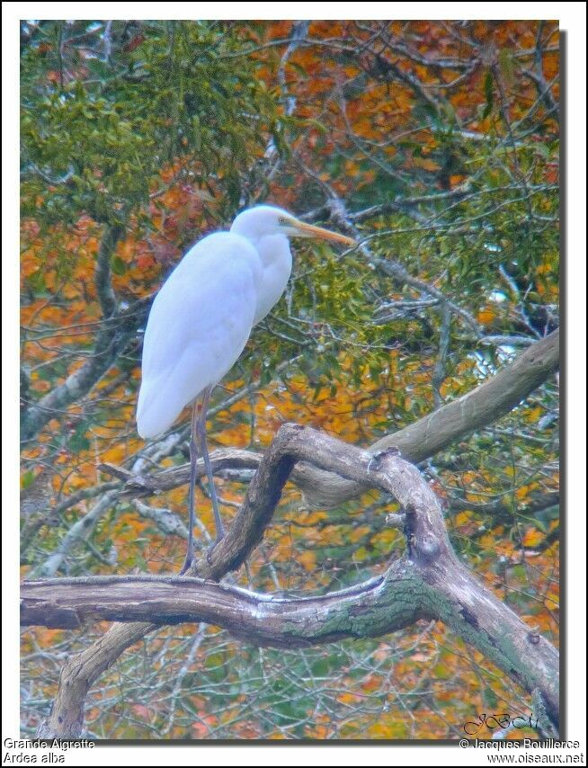 Great Egret