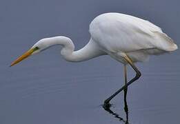 Grande Aigrette