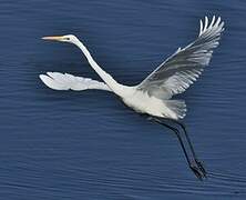 Great Egret