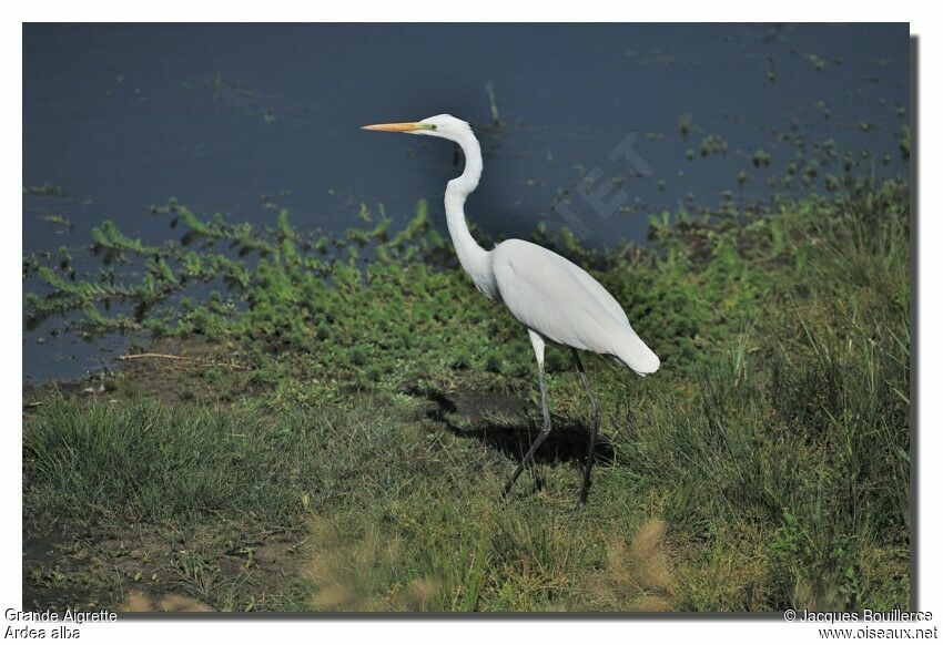 Great Egret