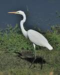 Grande Aigrette