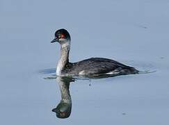 Black-necked Grebe