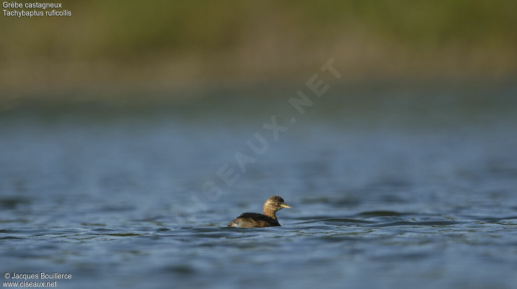 Little Grebe