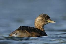 Little Grebe