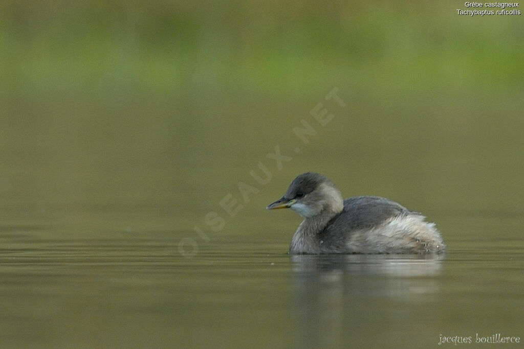 Little Grebe