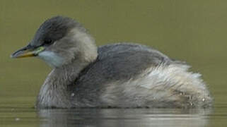 Little Grebe