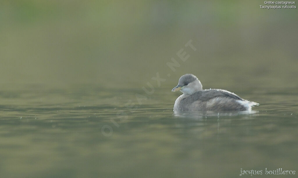 Little Grebe