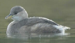 Little Grebe