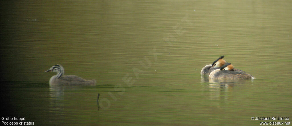 Great Crested Grebe 