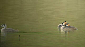 Great Crested Grebe