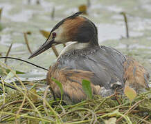 Great Crested Grebe