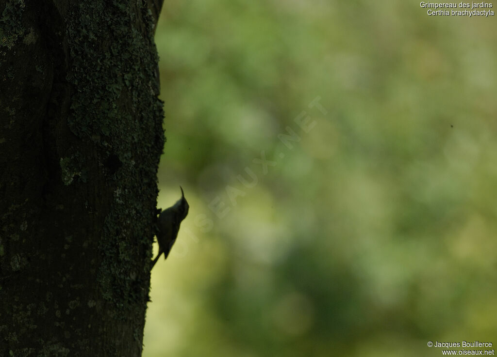 Short-toed Treecreeper