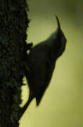 Short-toed Treecreeper