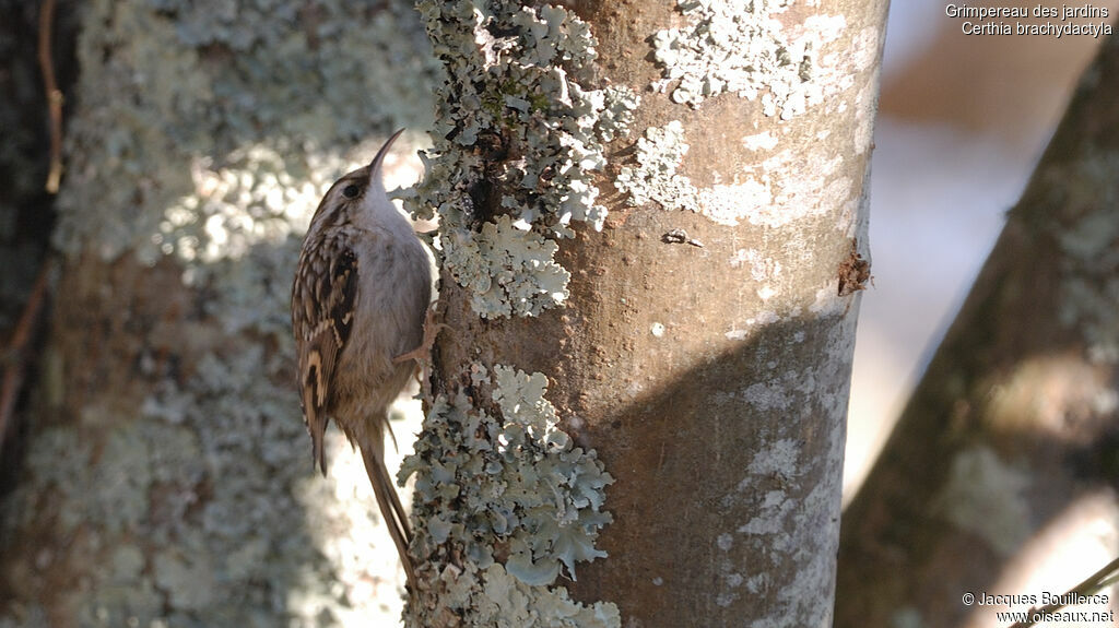 Short-toed Treecreeper