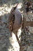 Short-toed Treecreeper